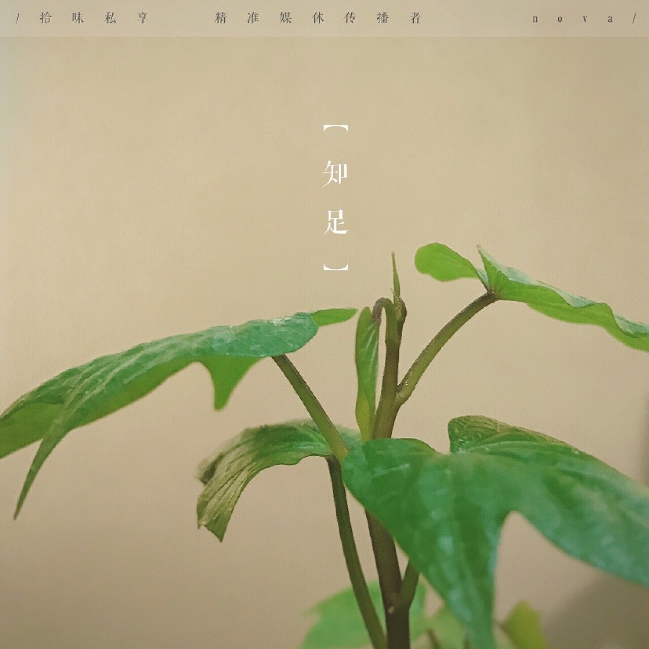 nove（图ZMTA1ODYxODg0） - 人文/纪实摄影 - 站酷设计师玄宗ゼ快樂原创素材 - 站酷ZCOOL