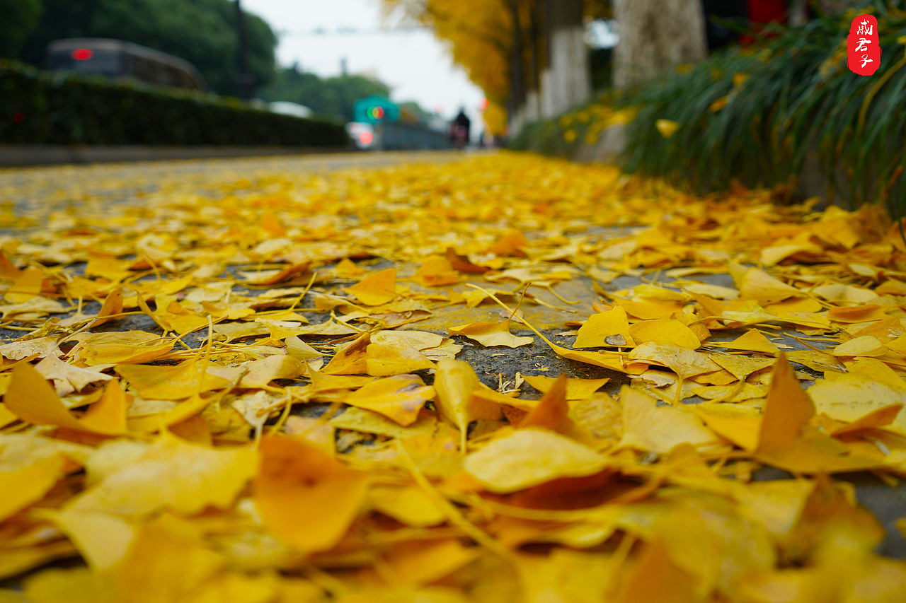 秋叶之『道前街』（图ZMTQ3MzE0ODY4） - 风光摄影 - 站酷设计师姓薛了不起啊定饿原创素材 - 站酷ZCOOL