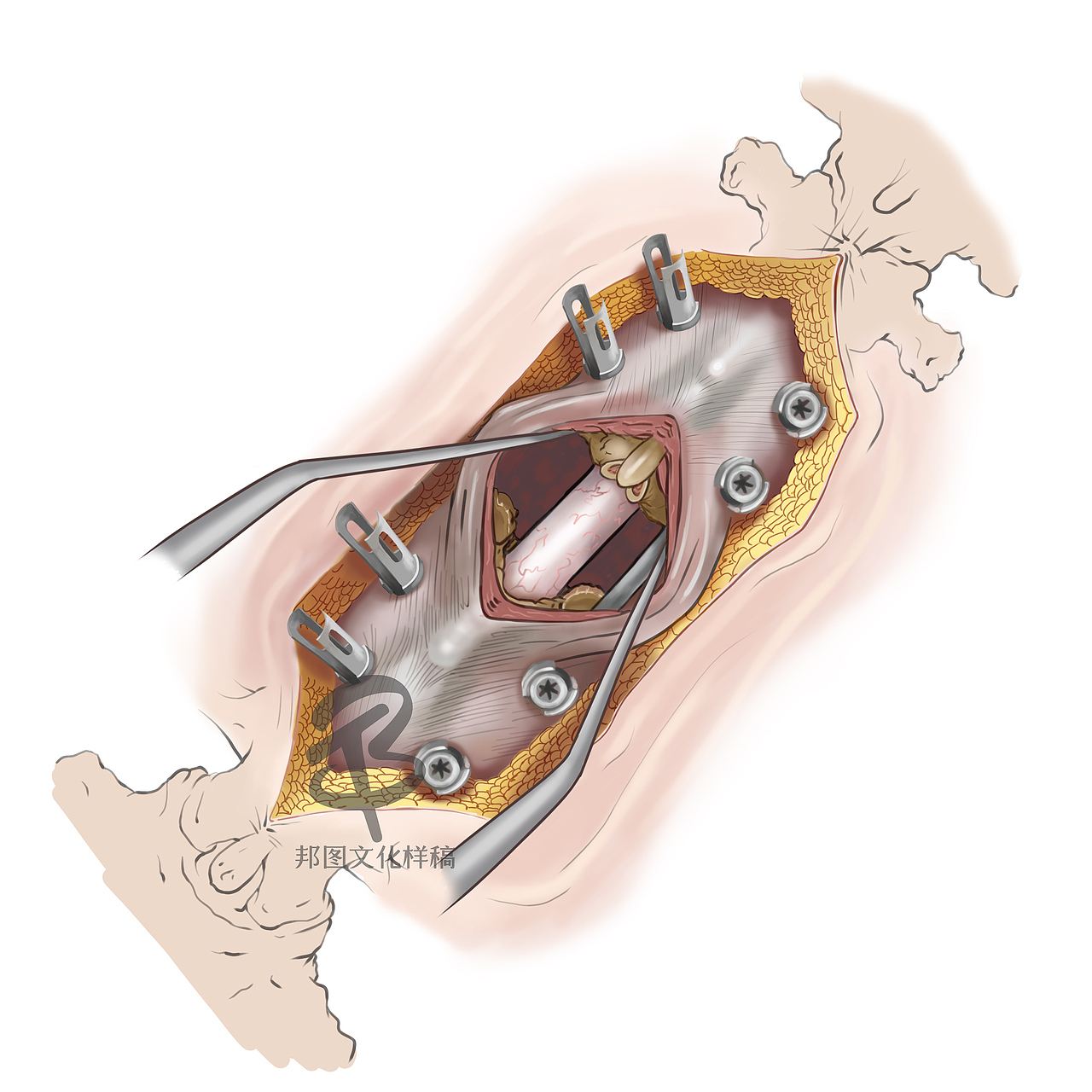 示意图 机制图 SCI论文绘图
