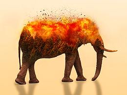 环境保护之大象篇