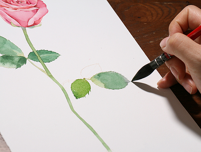 candy田 水彩 画一支粉粉的玫瑰~（图ZNjIwNzYwNjA=） - 商业插画 - 站酷设计师Mrs_Candy田原创素材 - 站酷ZCOOL