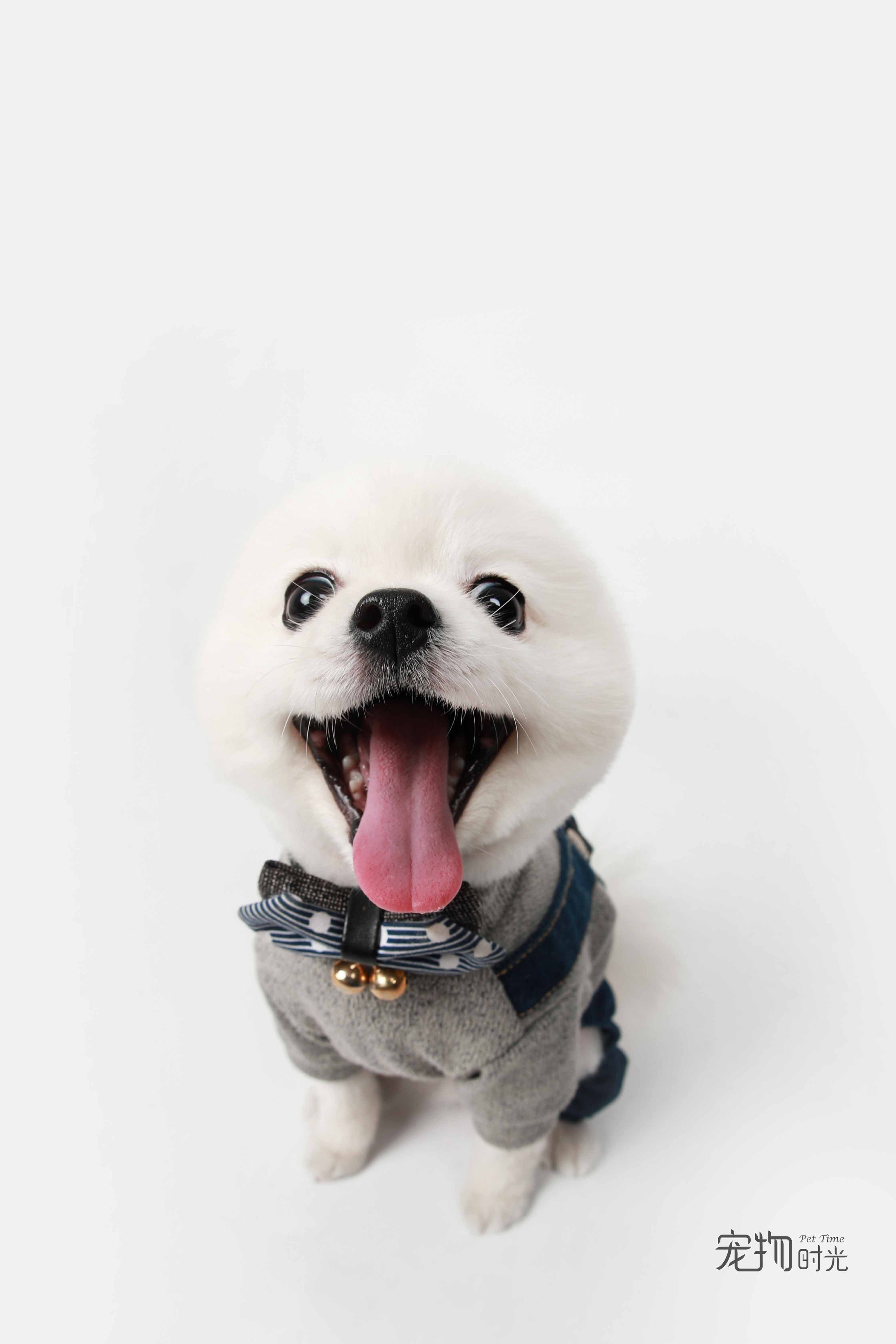 开心到藏了耳朵|摄影|动物|宠物时光 - 原创作品 - 站酷 (zcool)