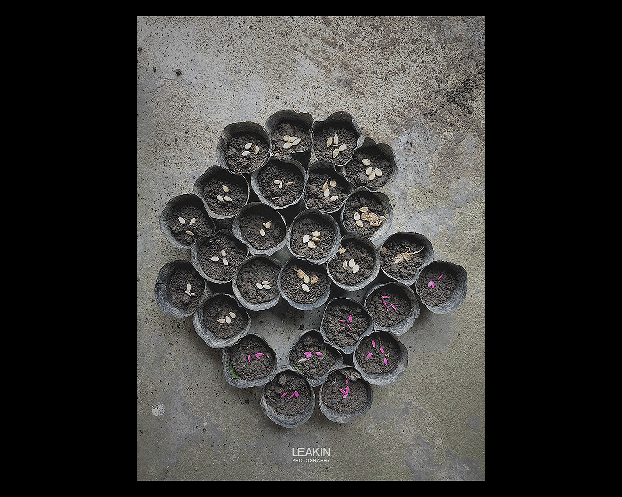 春迟迟-手机摄影（图ZMTk5MjU0MDIw） - 人文/纪实摄影 - 站酷设计师LEAKIN原创素材 - 站酷ZCOOL