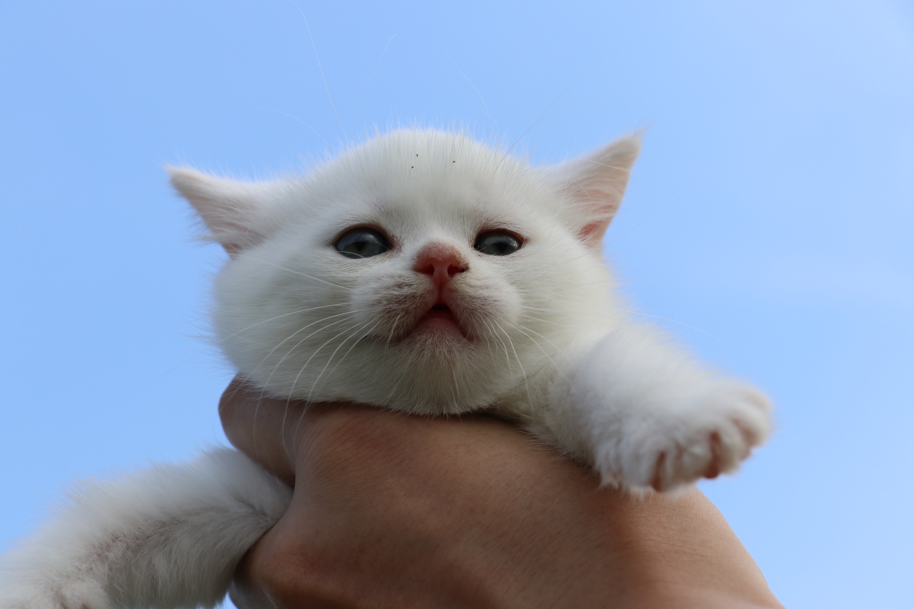 801英短纯白-母-34day565g双血统 纯白英短