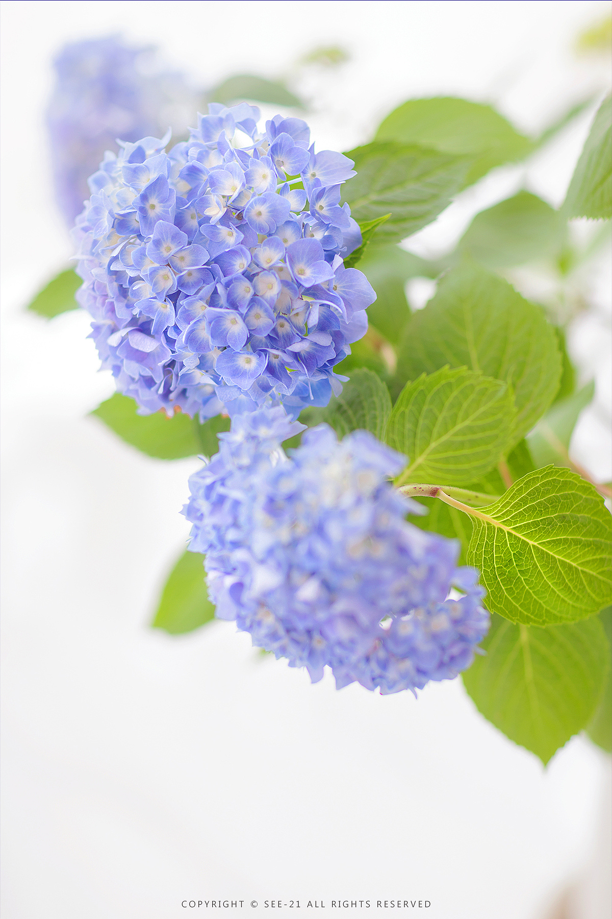 无尽夏自己种的自己拍