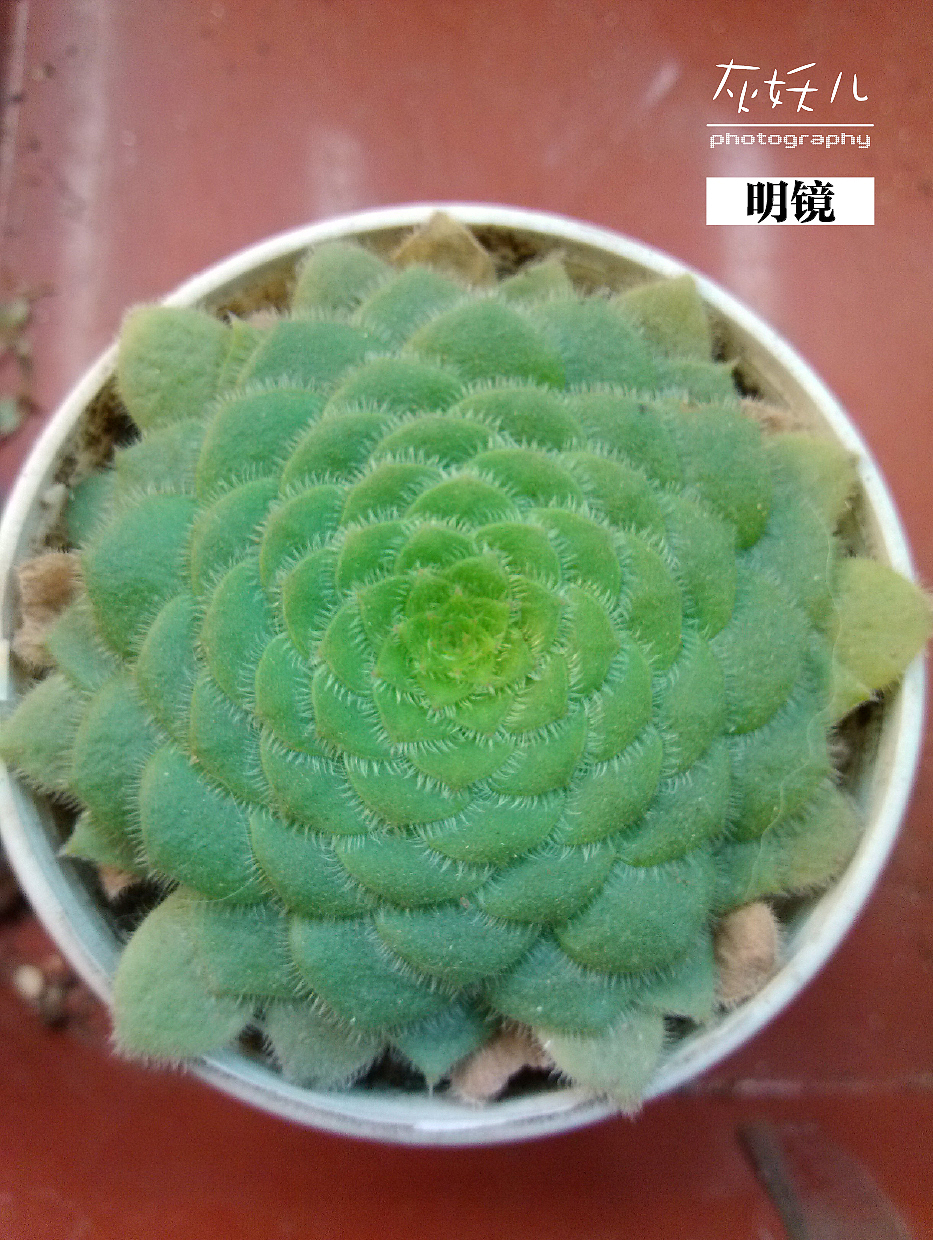 我家美丽的多肉植物（图ZOTU0NjA1Ng==） - 其他摄影 - 站酷设计师灰妖儿原创素材 - 站酷ZCOOL