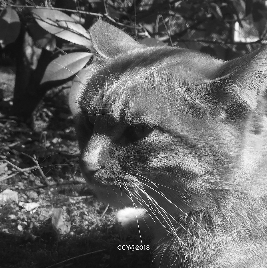 猫の静谧物语（图ZMTA3ODAwMjMy） - 人文/纪实摄影 - 站酷设计师CCY_西原创素材 - 站酷ZCOOL