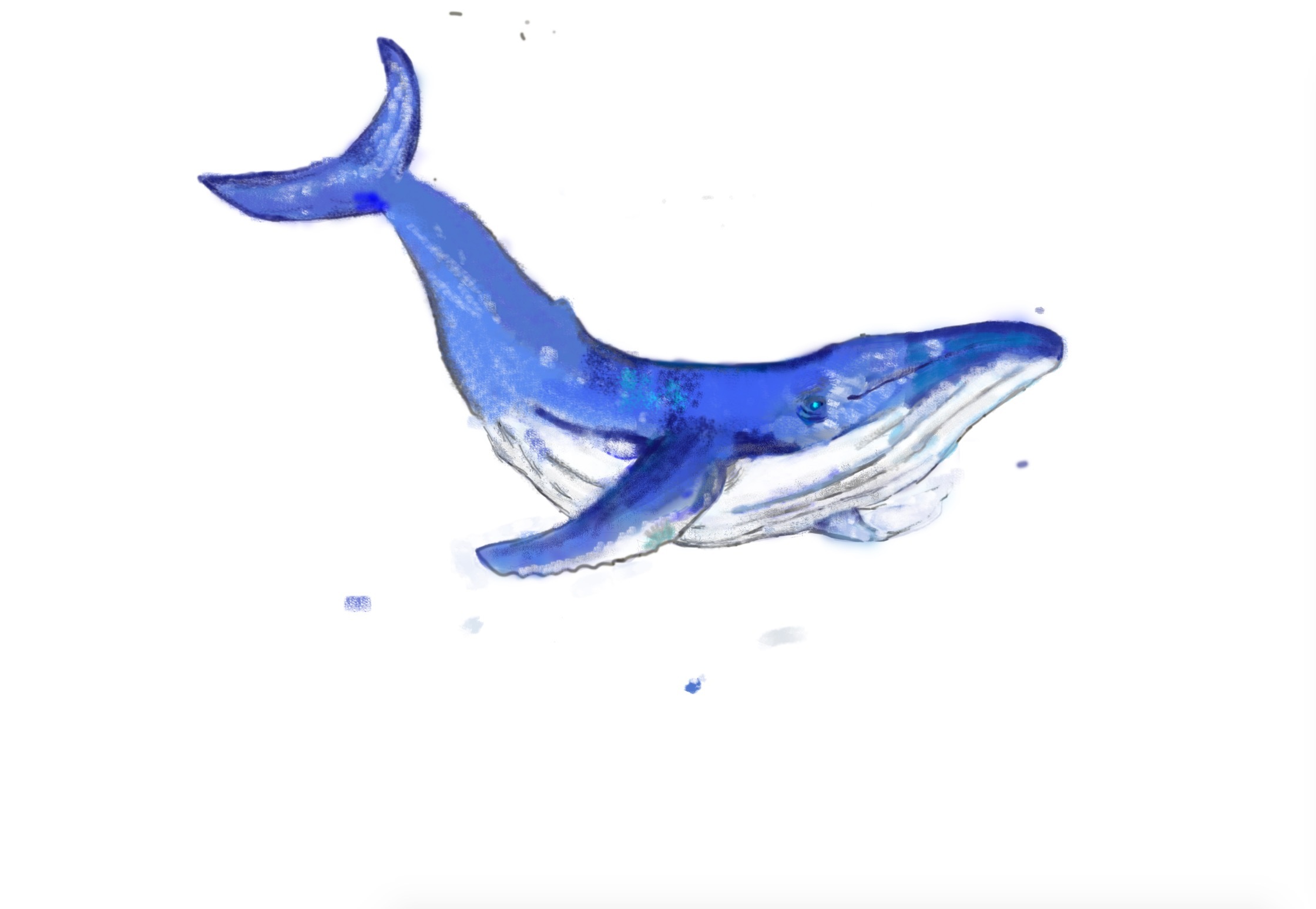 鲸鱼简笔画简单画法 鲸鱼的简笔画_简笔画-绘画者图库