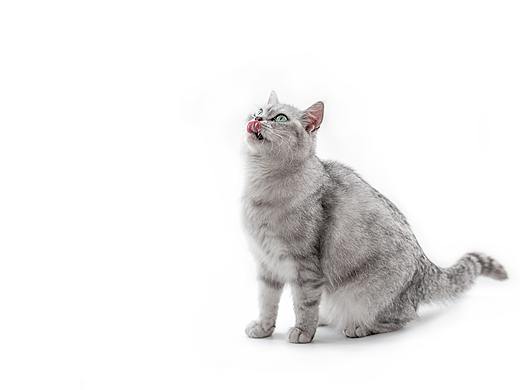 誰(shuí)家還沒(méi)個(gè)小可愛(ài)呢（個(gè)人主頁(yè)-ZNDk4NzU2NDQ=） - 寵物攝影 - 站酷設(shè)計(jì)師legendlens原創(chuàng)素材 - 站酷ZCOOL