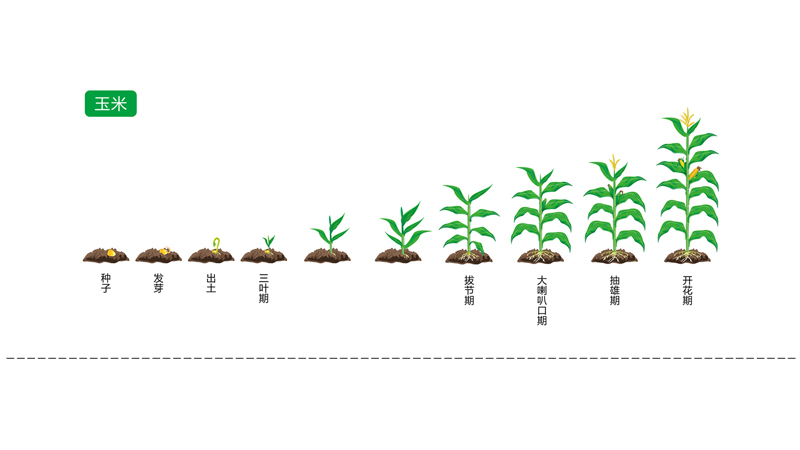 小麦种植过程步骤图图片