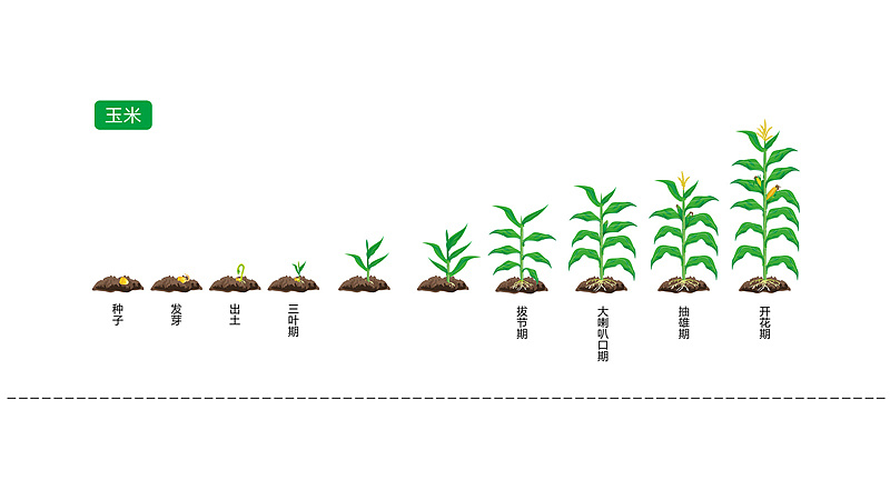 小麦种植的六个过程图图片