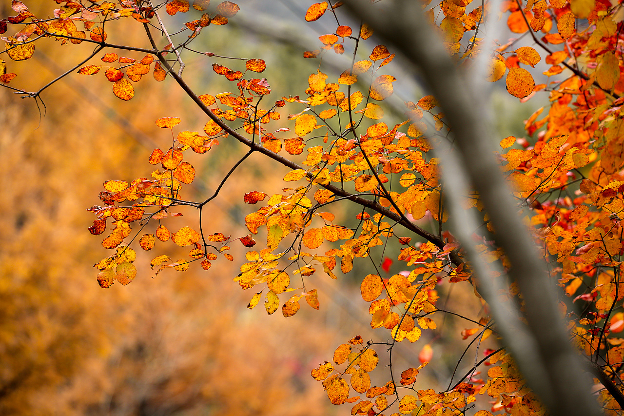 红叶|摄影|风光摄影|段老法师 - 原创作品 - 站酷 (zcool)
