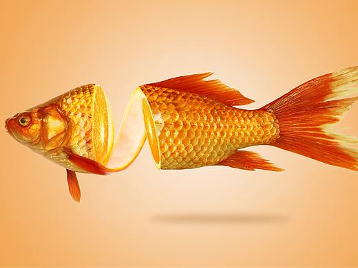 橙子金鱼（个人主页-ZNDE1ODI4NDQ=） - 其他 - 站酷设计师扶墙还是平躺原创素材 - 站酷ZCOOL