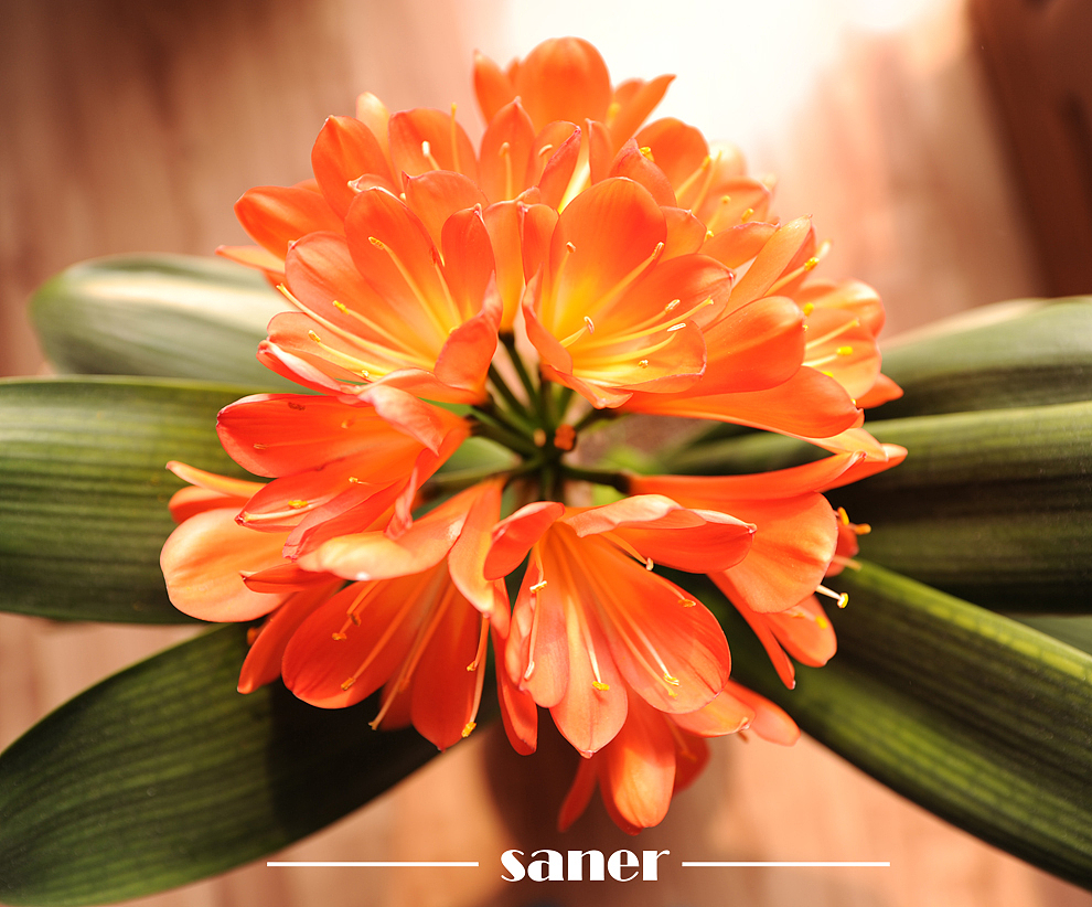 君子之兰-微距花卉摄影【SANER】（图ZOTI3NDY3Mg==） - 风光摄影 - 站酷设计师l7989l原创素材 - 站酷ZCOOL