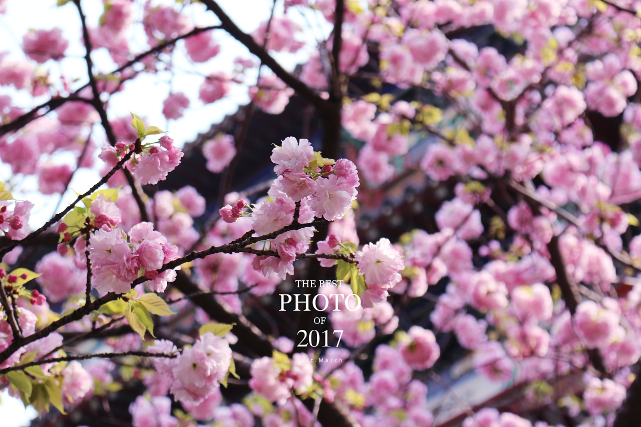 牡丹樱花（晚樱）一一（四月三日摄于新会圭峰山国家森林公园绿护屏名