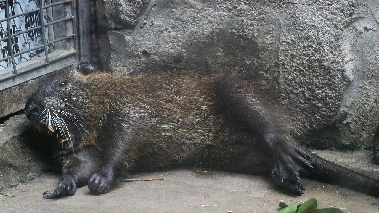 长隆飞鸟乐园-动物趣闻（图ZMjQ5NTU5Njky） - 其他摄影 - 站酷设计师飞天猪猫原创素材 - 站酷ZCOOL