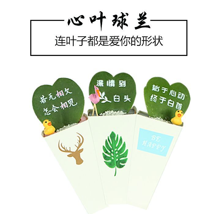植物详情页（图ZMjA0NjA0OTEy） - 宣传物料 - 站酷设计师梁小样孒原创素材 - 站酷ZCOOL