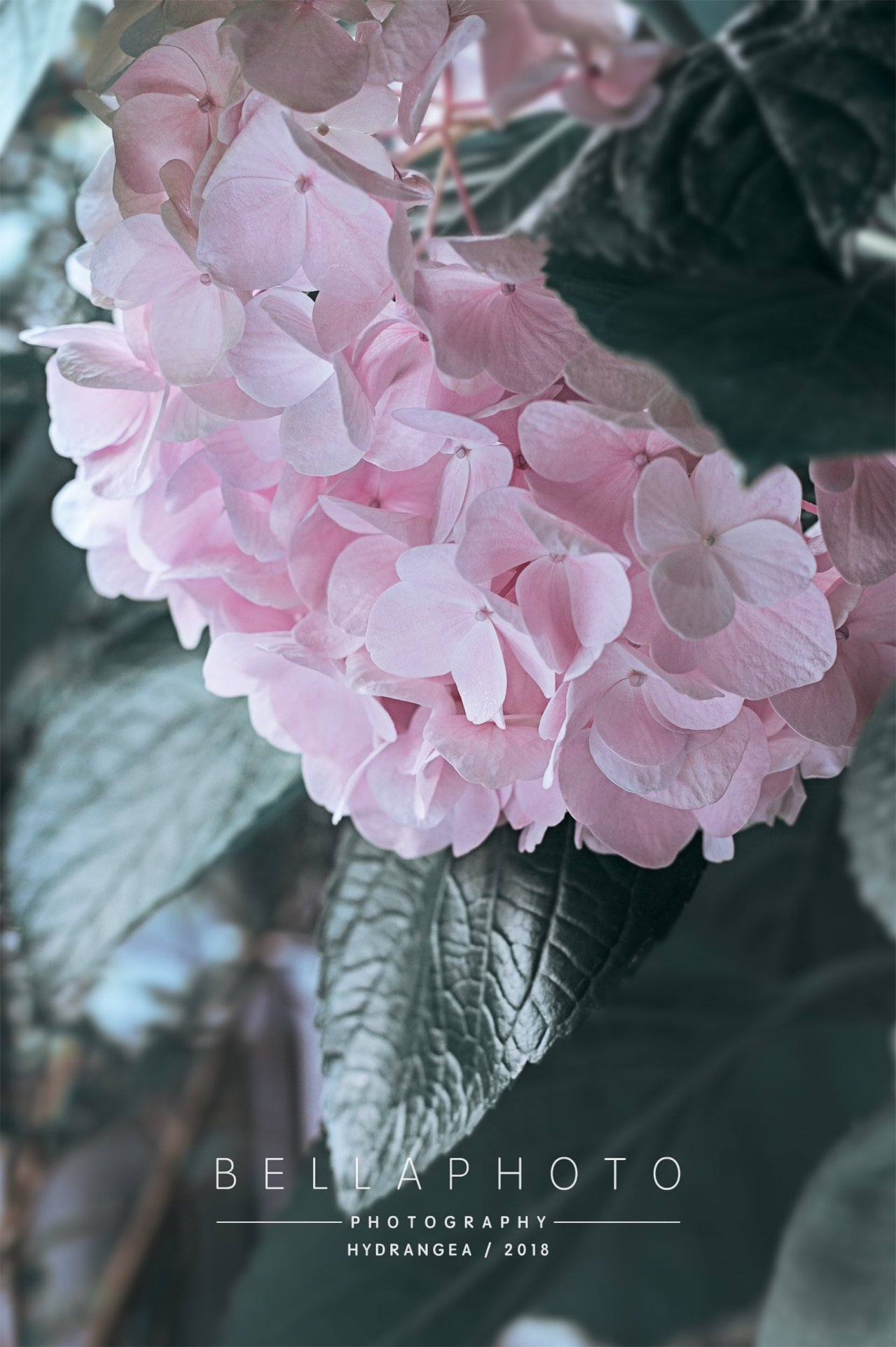 粉色的绣球花 - 原创作品 - 站酷(zcool)