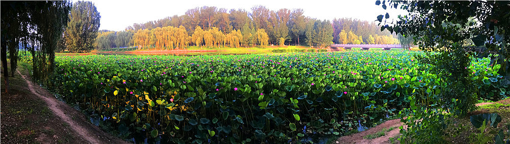 刘勇良摄影作品:河畔的风景