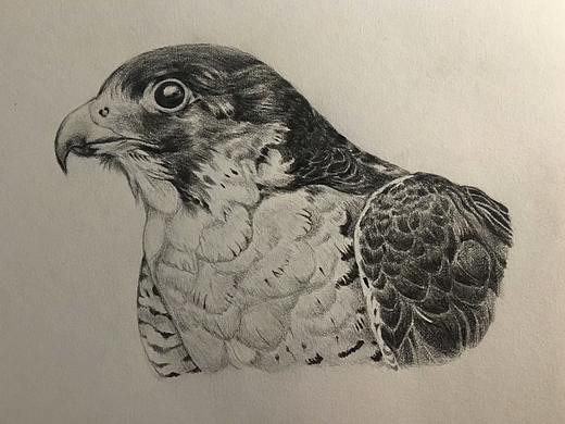 临摹翁哲素描游隼