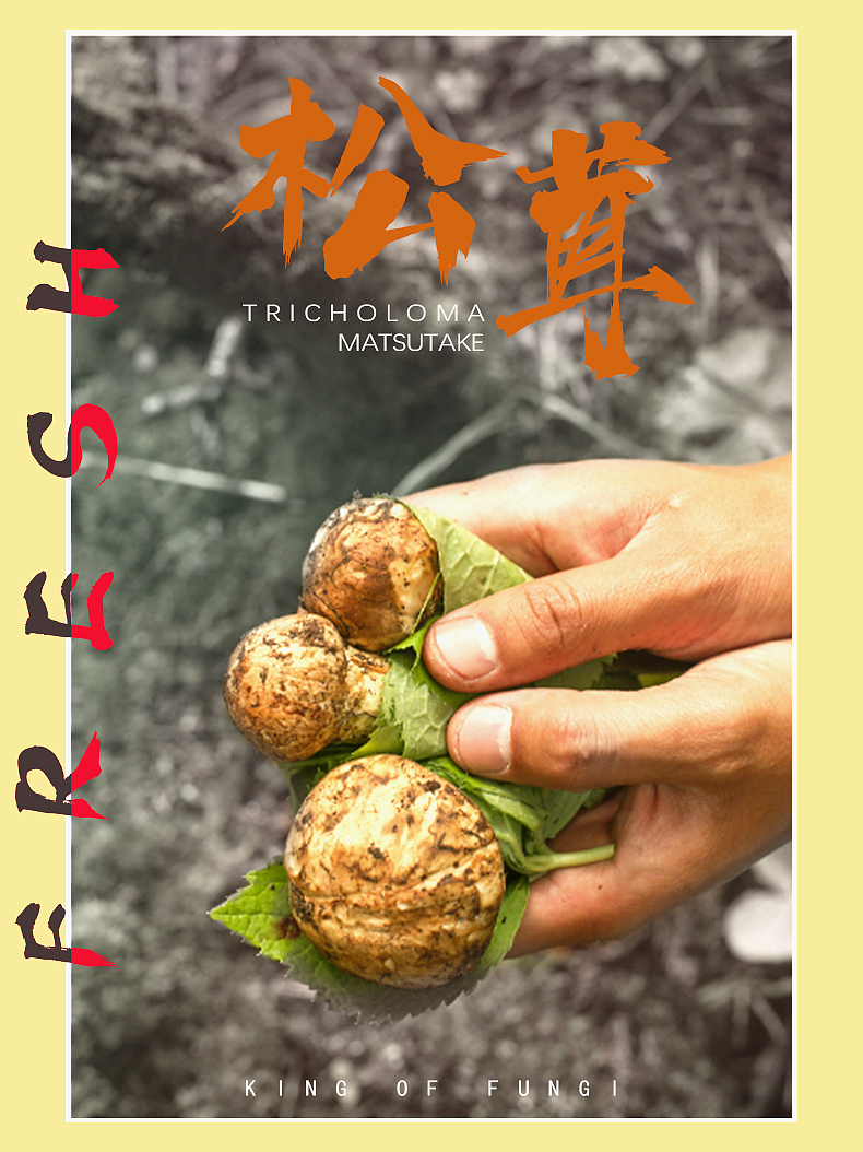 松茸海报图文设计（图ZMjY1MjAzNzYw） - 海报 - 站酷设计师岗桑文化原创素材 - 站酷ZCOOL