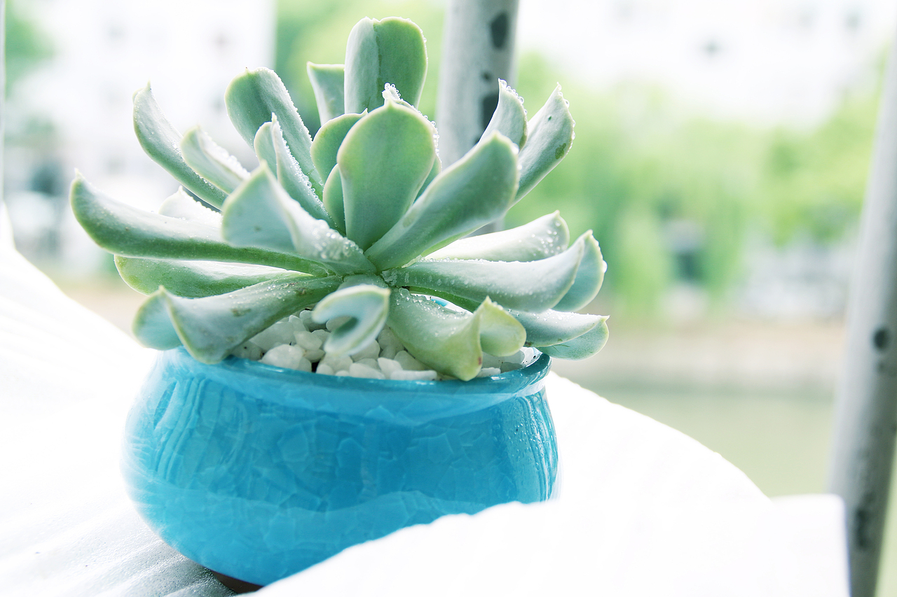 多肉（图ZNDk1MzM3NjA=） - 产品摄影 - 站酷设计师1174337661原创素材 - 站酷ZCOOL