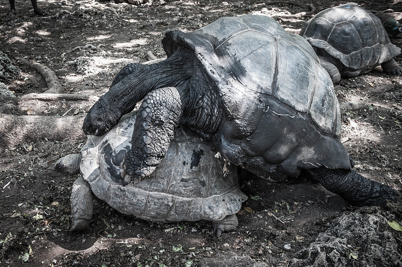 大象龟是监狱岛上的一个景点，由于在塞舌尔已经见过，所以并为觉得有多惊奇。