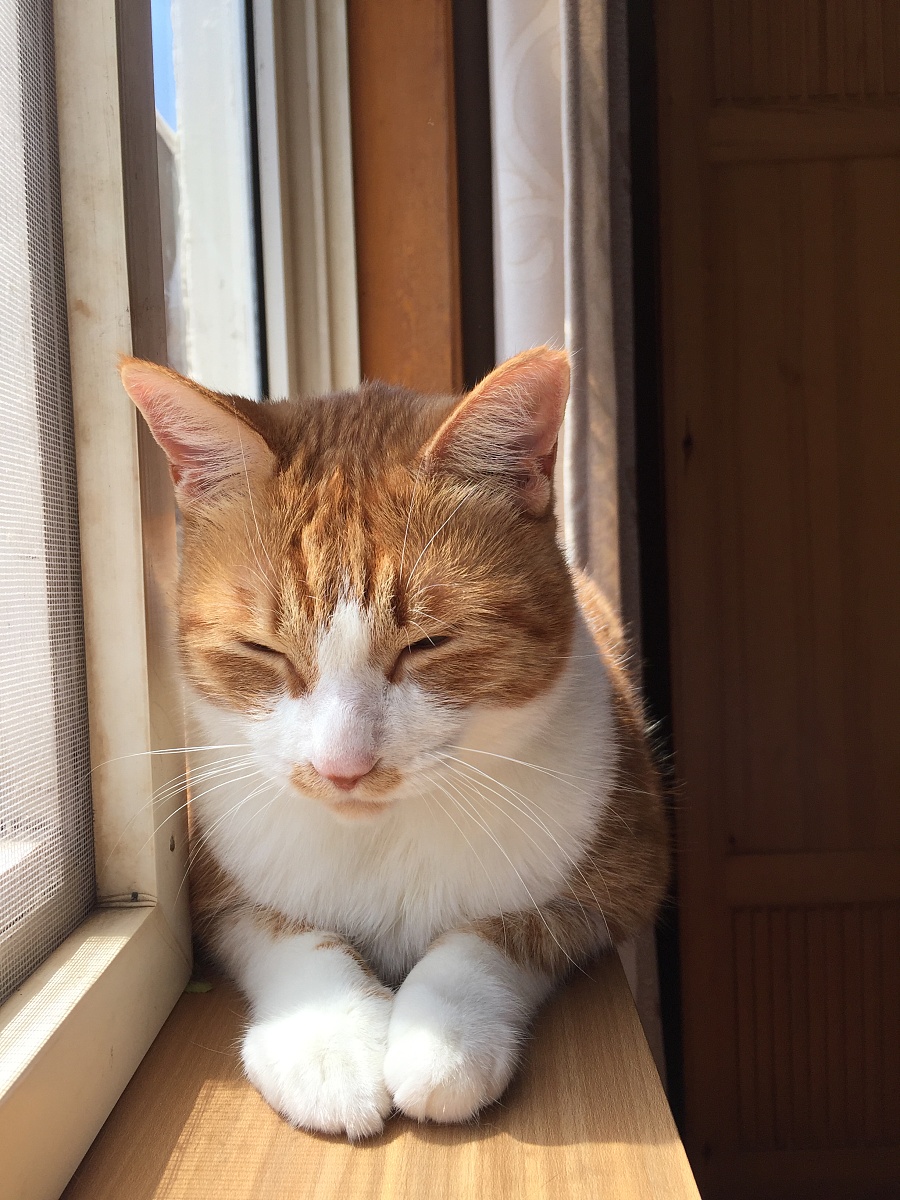 原创作品:午后小憩