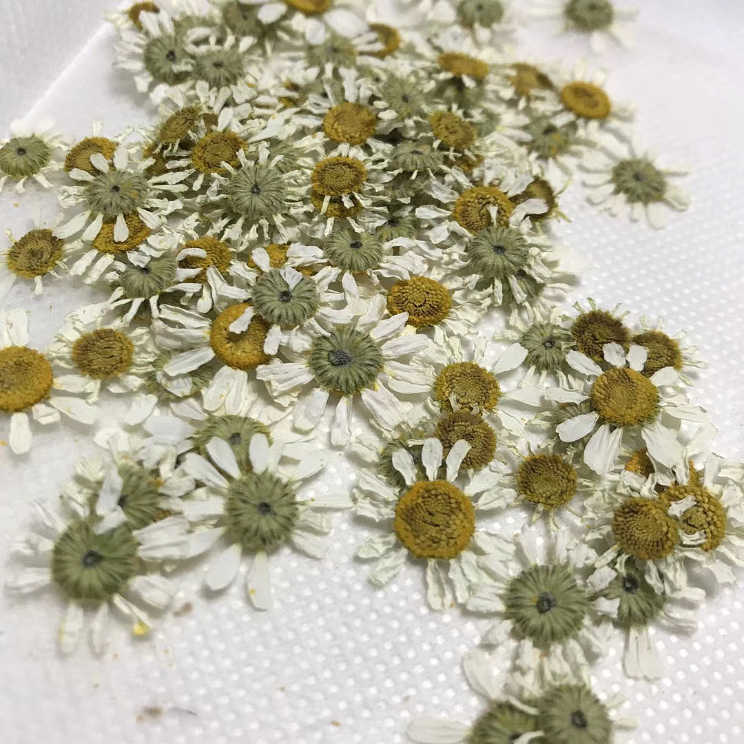 one dream|插画|艺术插画|木易葵花籽 - 原创作品 - 站酷 (zcool)