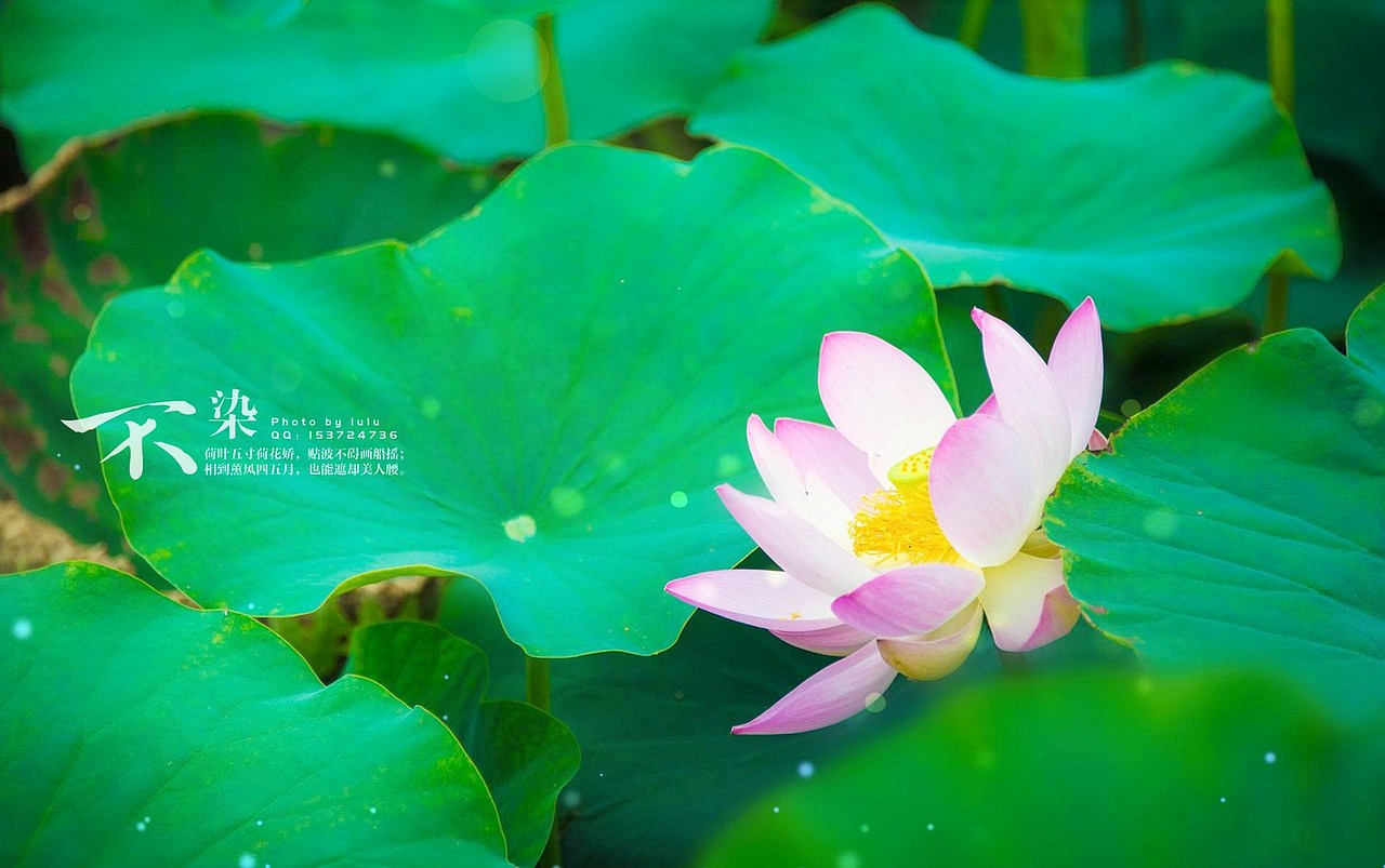 不染-荷花开（图ZMTc2MDcxODg=） - 产品摄影 - 站酷设计师chenlu3221原创素材 - 站酷ZCOOL