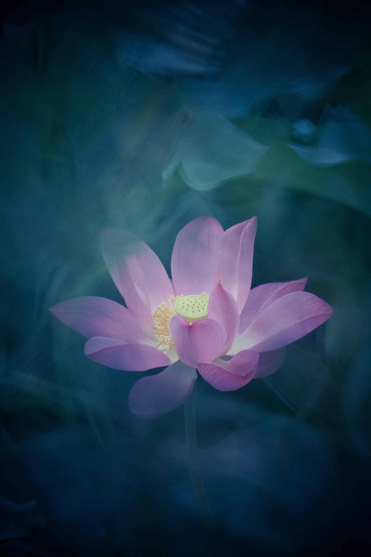 Magic White Lotus flower on black background.Vector 6574449 Vector Art ...