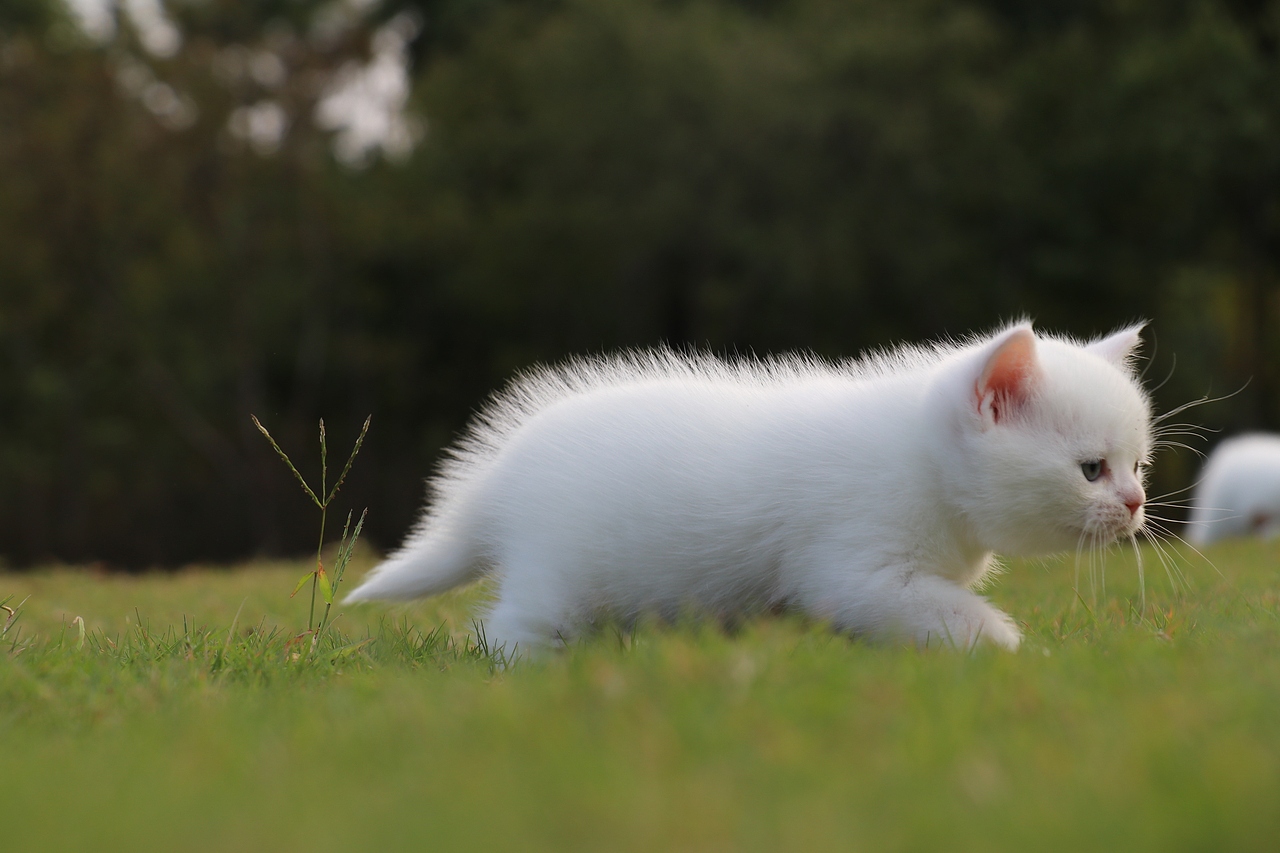 801英短纯白-母-34day565g双血统 纯白英短