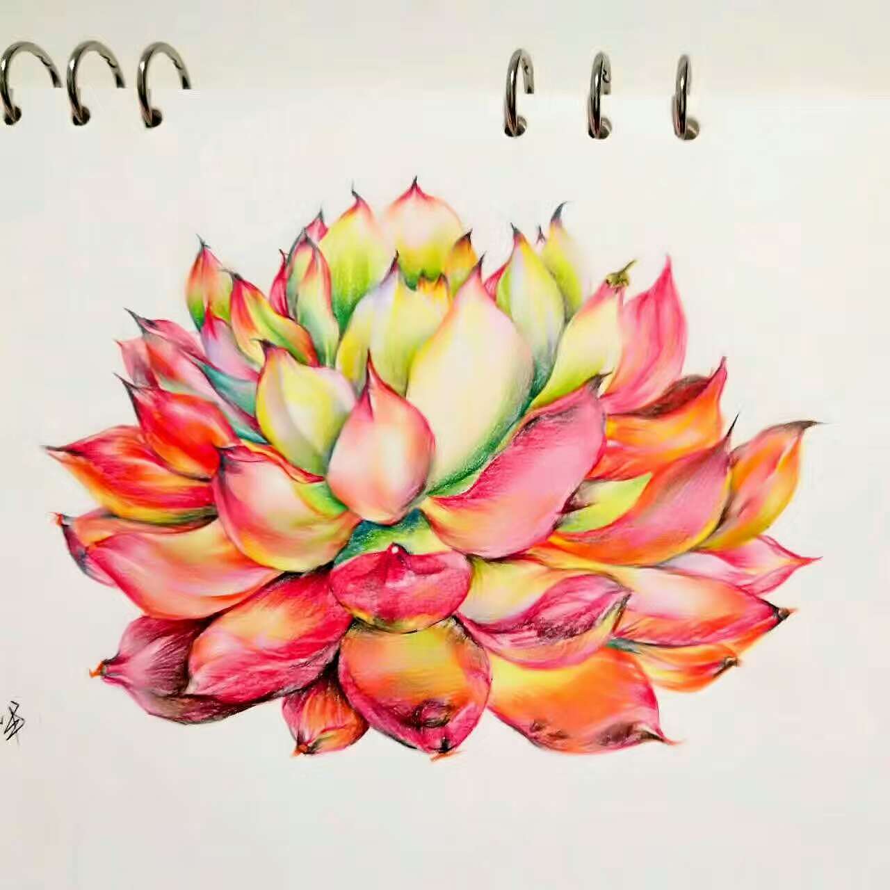 彩色多肉（临摹）（图ZODU3NzUyMzY=） - 绘画 - 站酷设计师停道酬勤原创素材 - 站酷ZCOOL