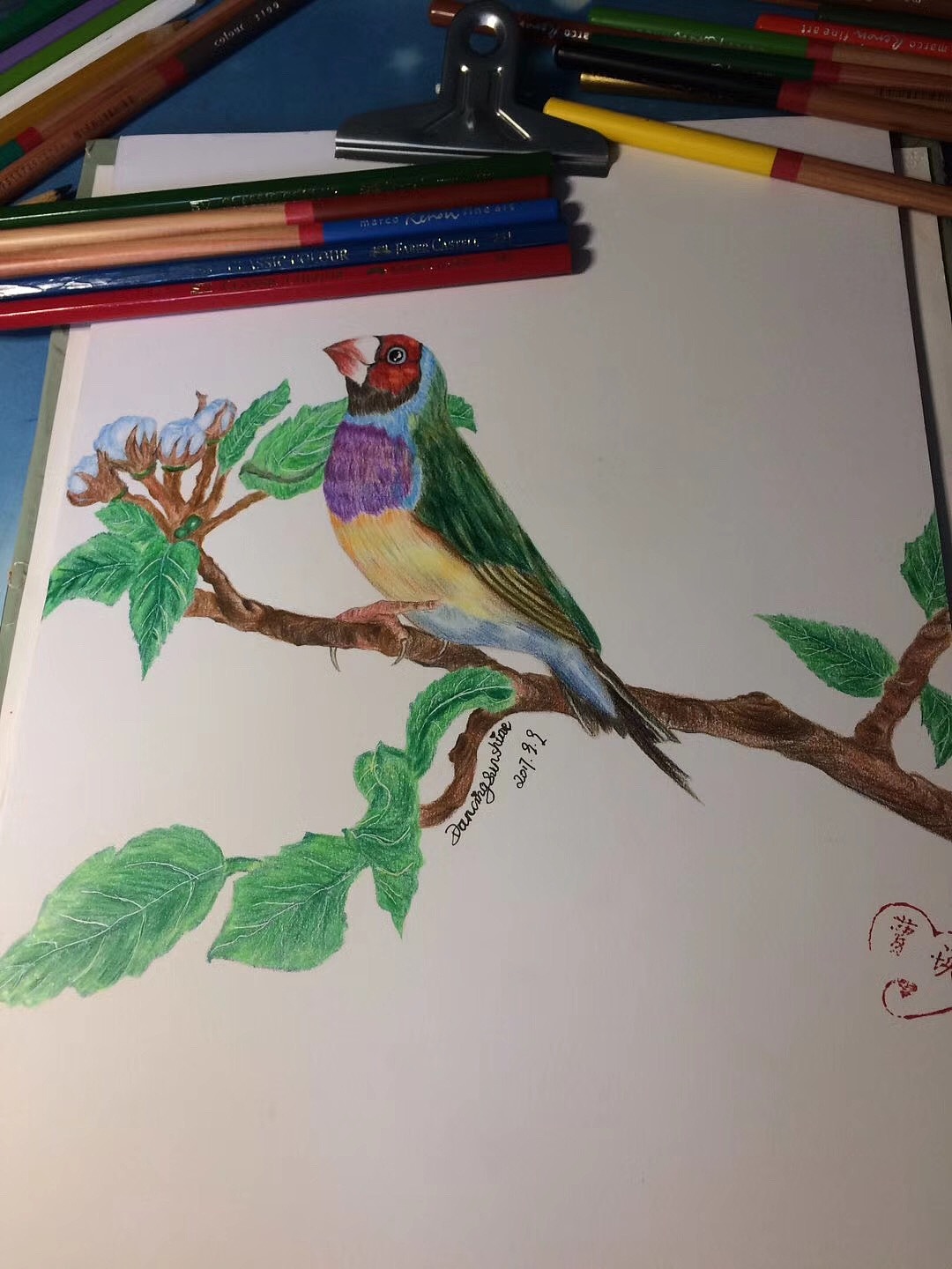 彩铅画之花鸟画步骤图