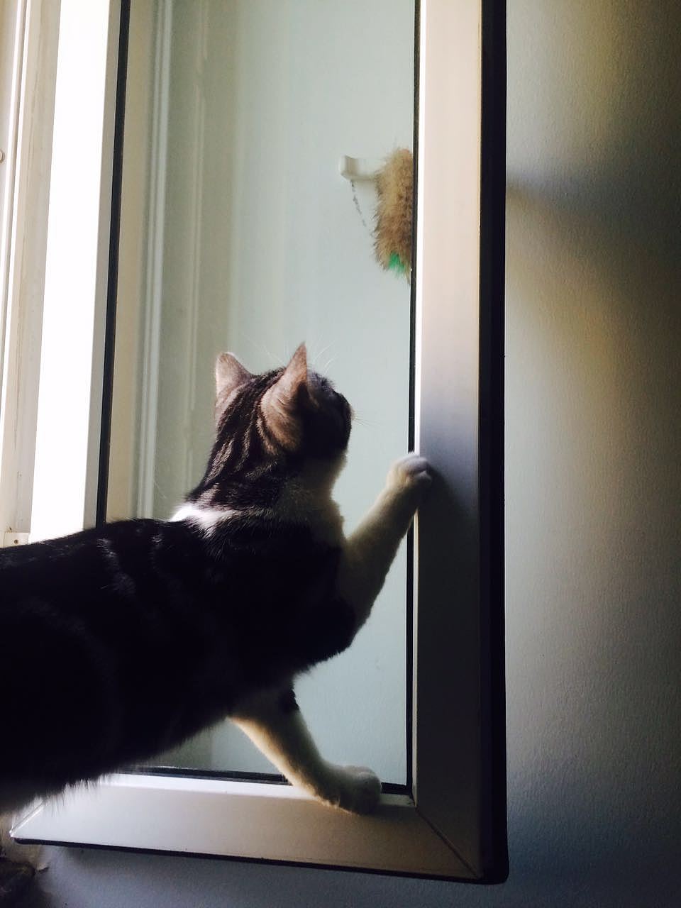 我有一对儿混世小魔王（图ZMjU2OTM3NzY=） - 宠物摄影 - 站酷设计师lhwcarolyn原创素材 - 站酷ZCOOL