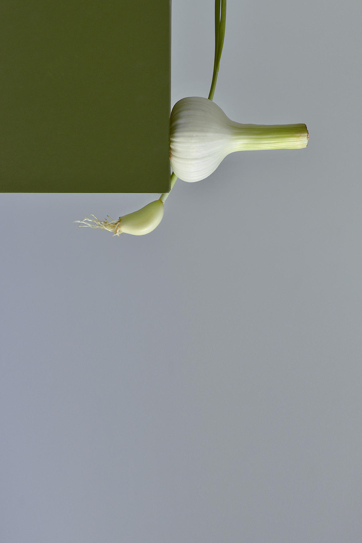 新蒜和郁金香瓜（图ZNzgxMTQ4OTI=） - 其他摄影 - 站酷设计师YUM汤汤原创素材 - 站酷ZCOOL