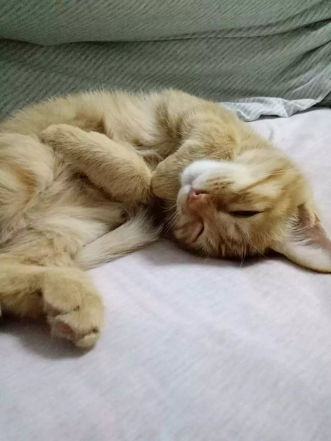 菜刀眼黄豆芽的日常（图ZODEwMzcxMTY=） - 宠物摄影 - 站酷设计师violasean原创素材 - 站酷ZCOOL