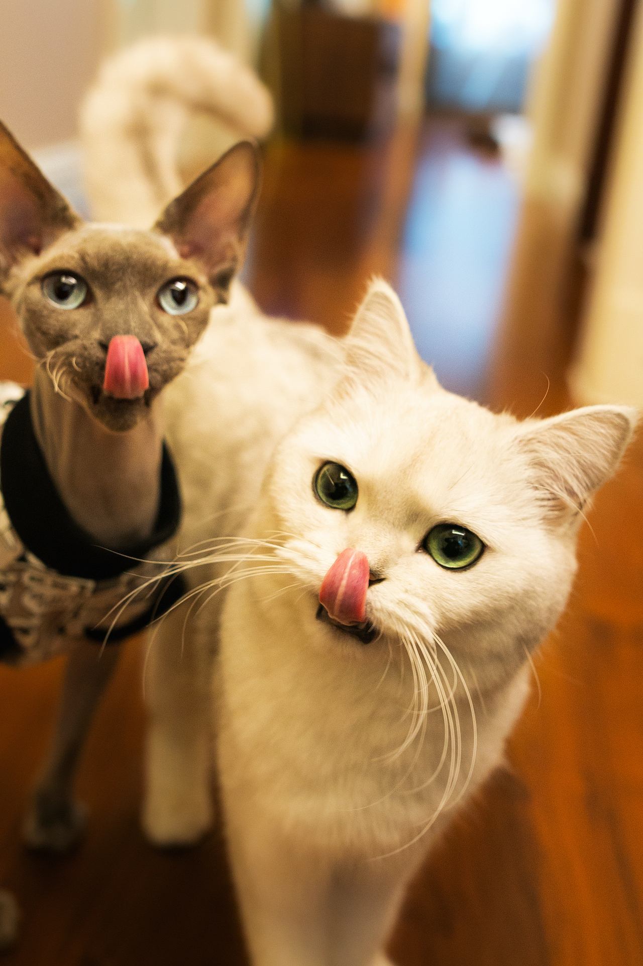 猫咪的家庭生活【均木纪实宠物摄影】