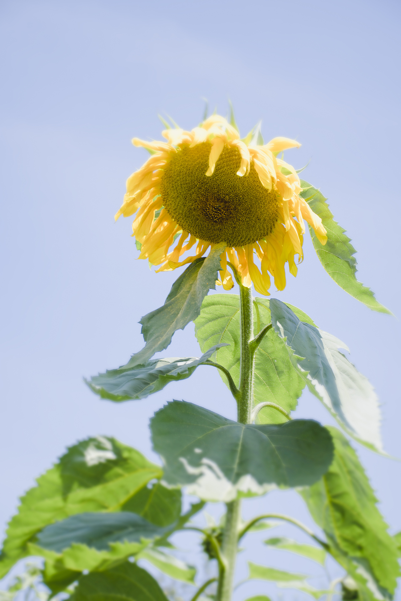 向日葵|摄影|风光摄影|aiml1998 - 原创作品 - 站酷 (zcool)