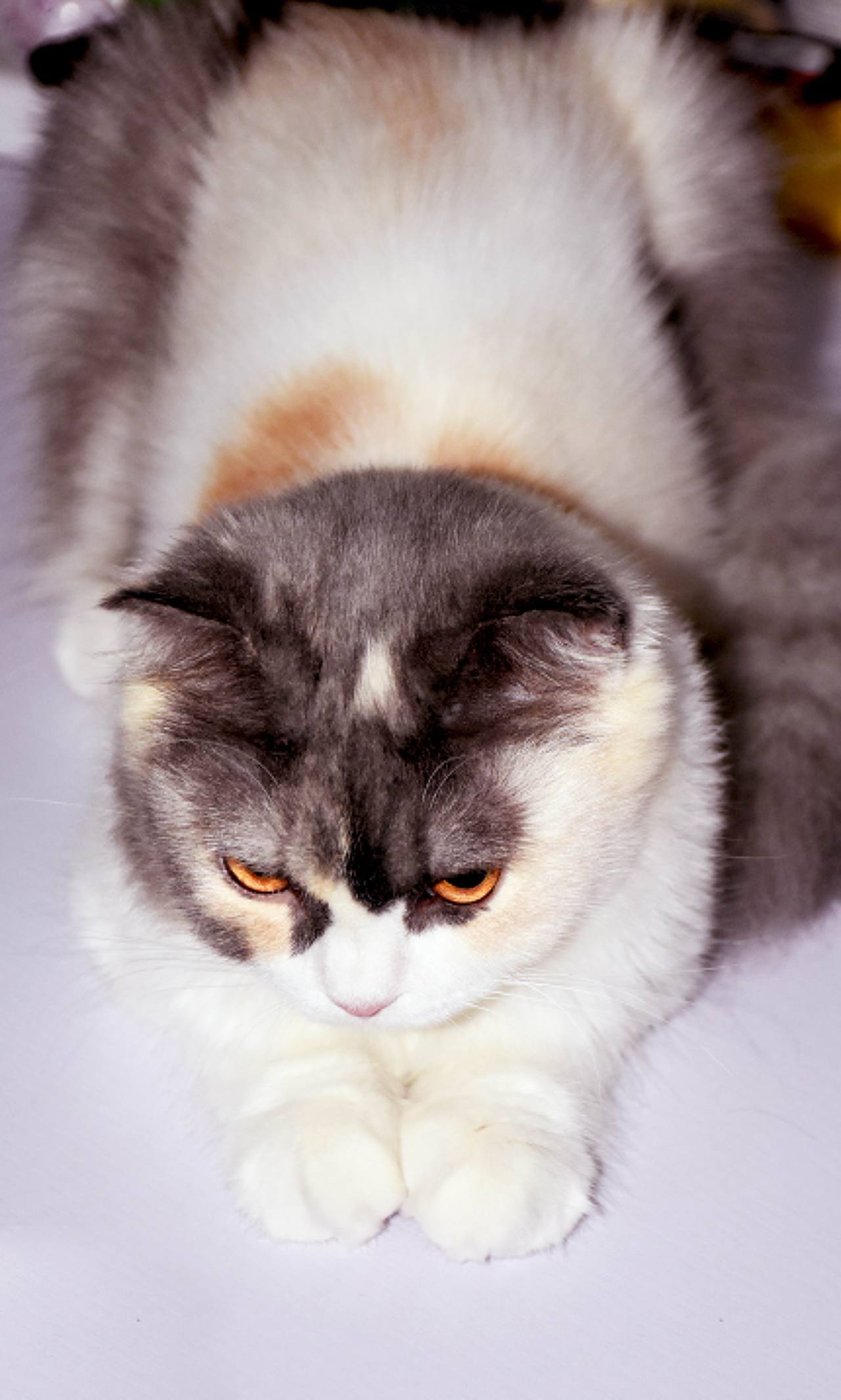 日常撸猫 宠物猫咪 萌宠 动物（图ZMTA1MTU3MDEy） - 宠物摄影 - 站酷设计师天生反骨M原创素材 - 站酷ZCOOL