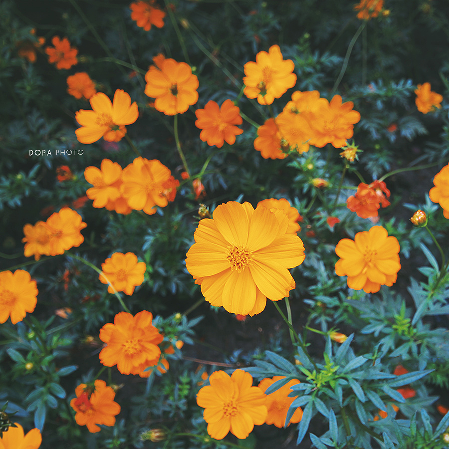 一场繁花（图ZMTI4NjA1NzI0） - 风光摄影 - 站酷设计师朵拉影像原创素材 - 站酷ZCOOL