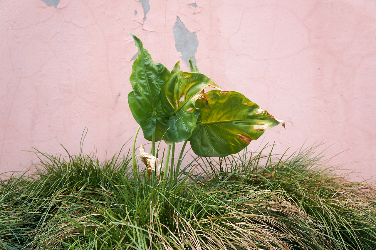 P!NK（圖ZMTA2MTAxMTA4） - 人文/紀(jì)實攝影 - 站酷設(shè)計師正在做任務(wù)原創(chuàng)素材 - 站酷ZCOOL