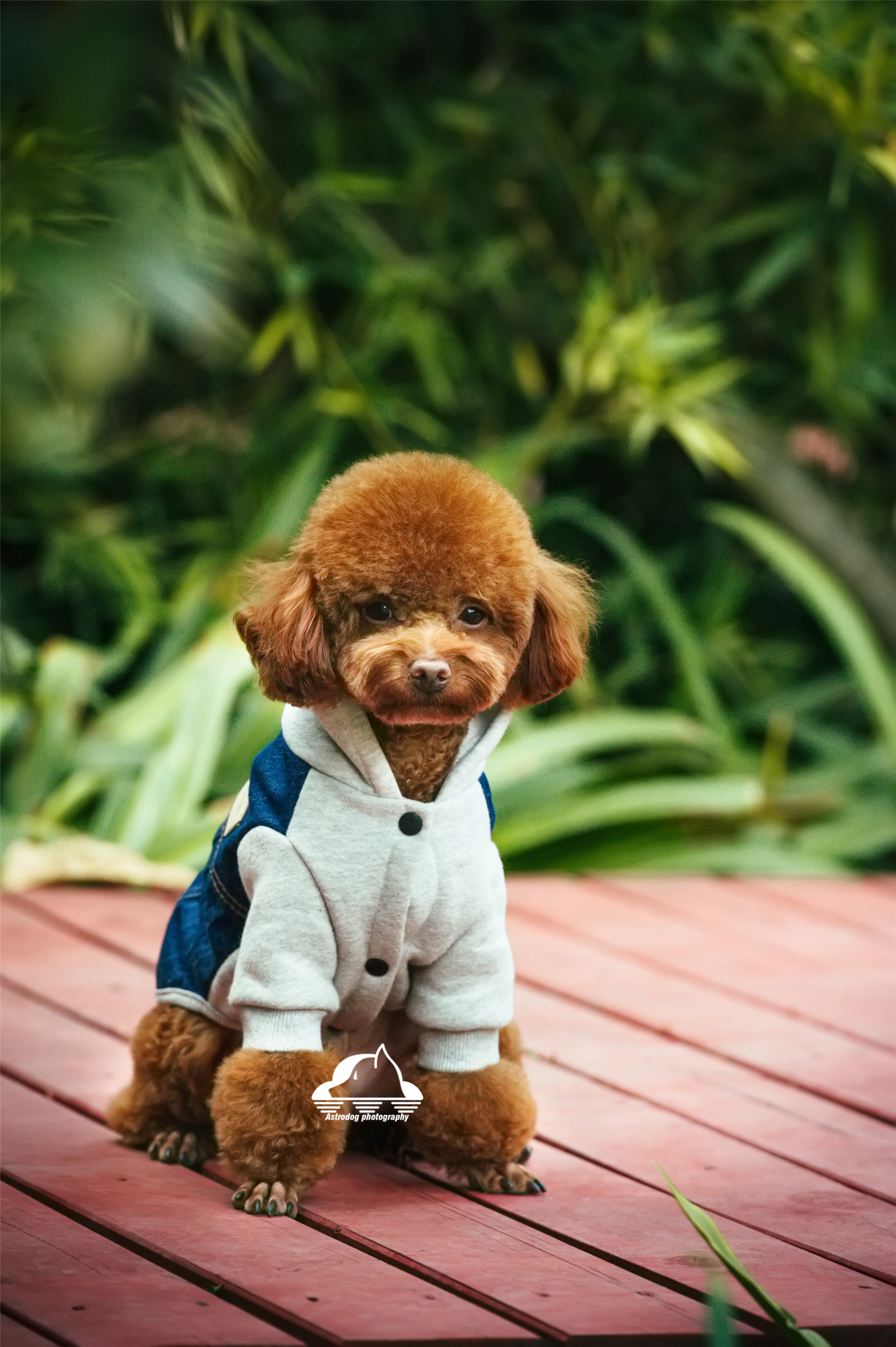 太空狗宠物摄影 泰日天|摄影|动物|太空狗宠物摄影