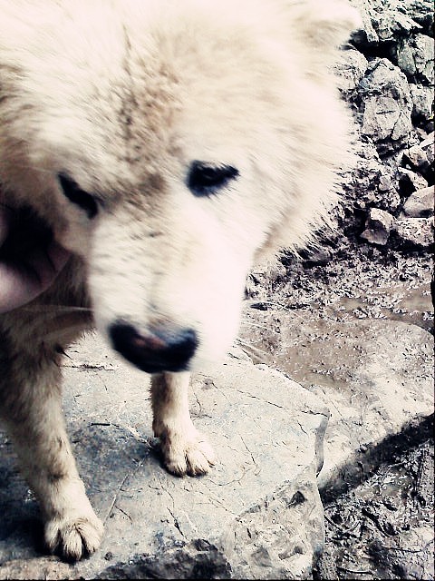 跟了我們家十多年的卷毛（圖ZMTE3OTkyMA==） - 人文/紀(jì)實(shí)攝影 - 站酷設(shè)計(jì)師麥笨笨原創(chuàng)素材 - 站酷ZCOOL