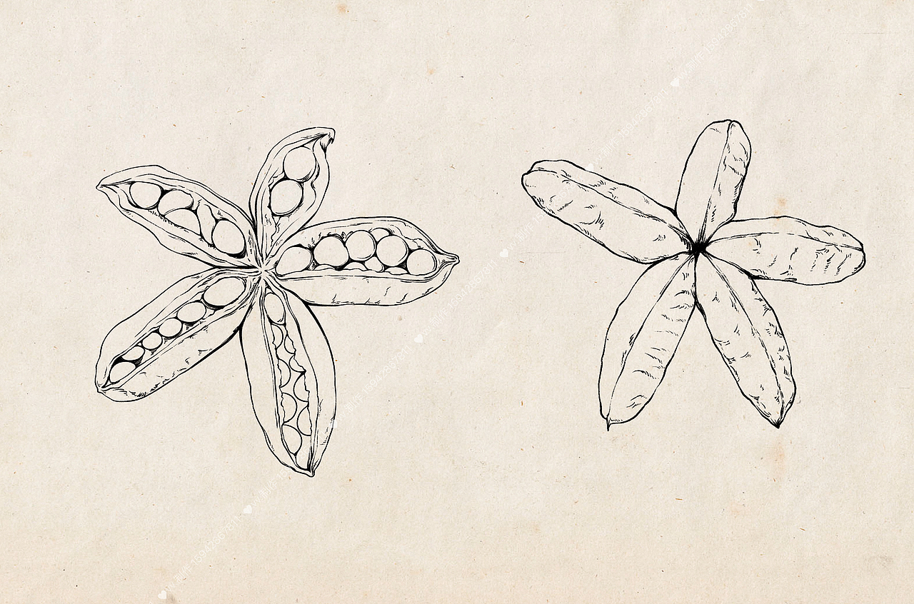 自然笔记-灌木植物-牡丹（图ZMzQ1Mjg4MDc2） - 商业插画 - 站酷设计师盾盾iii原创素材 - 站酷ZCOOL