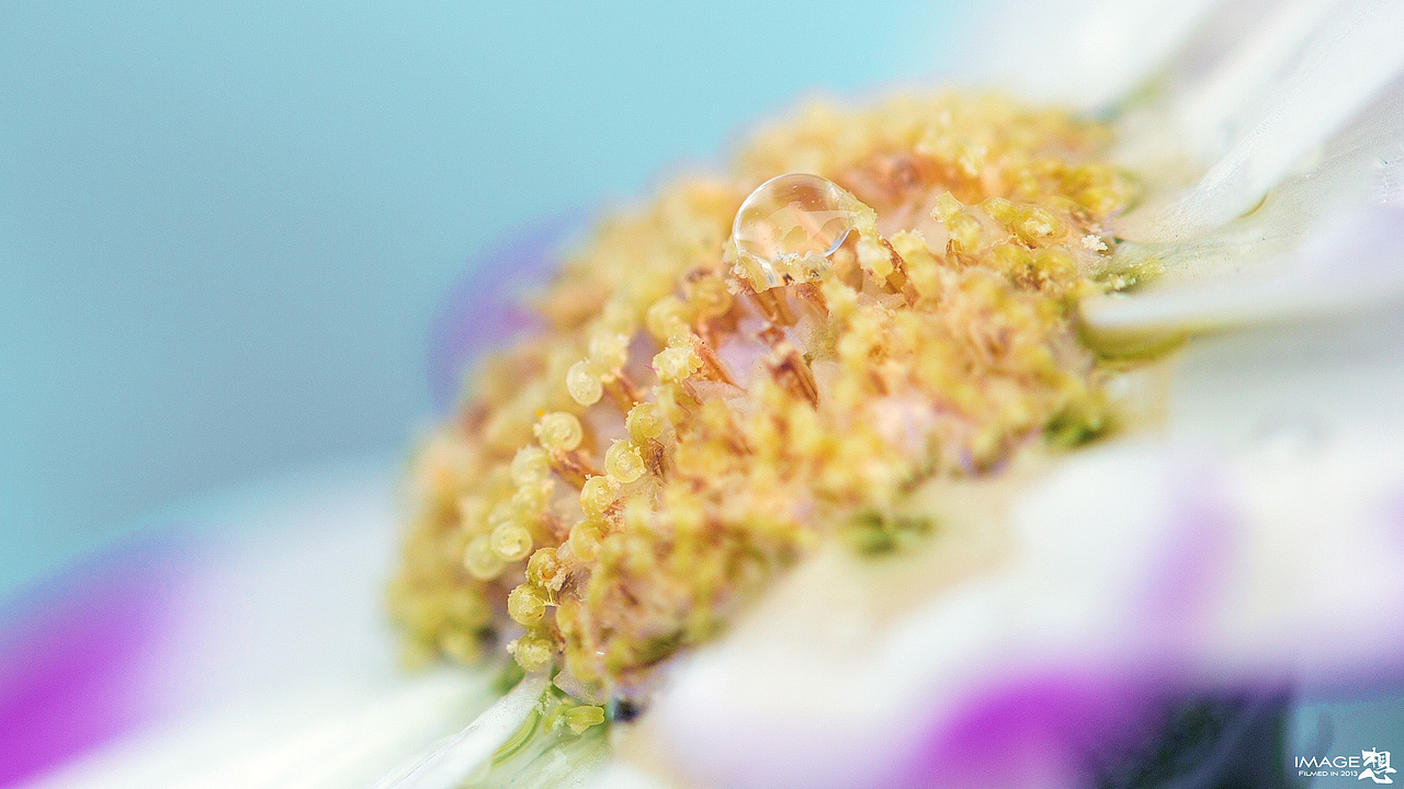 《妖精之花》_想·享摄影（图ZMTU2NjMwNzI=） - 风光摄影 - 站酷设计师Image想原创素材 - 站酷ZCOOL