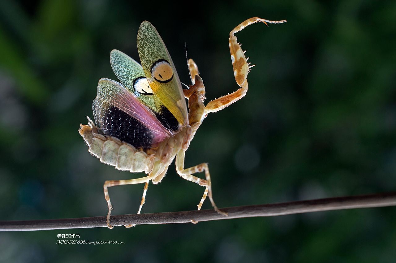 【螳螂捕食记摄影图片】大连生态摄影_qz41309253_太平洋电脑网摄影部落