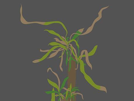 办公室的巴西木