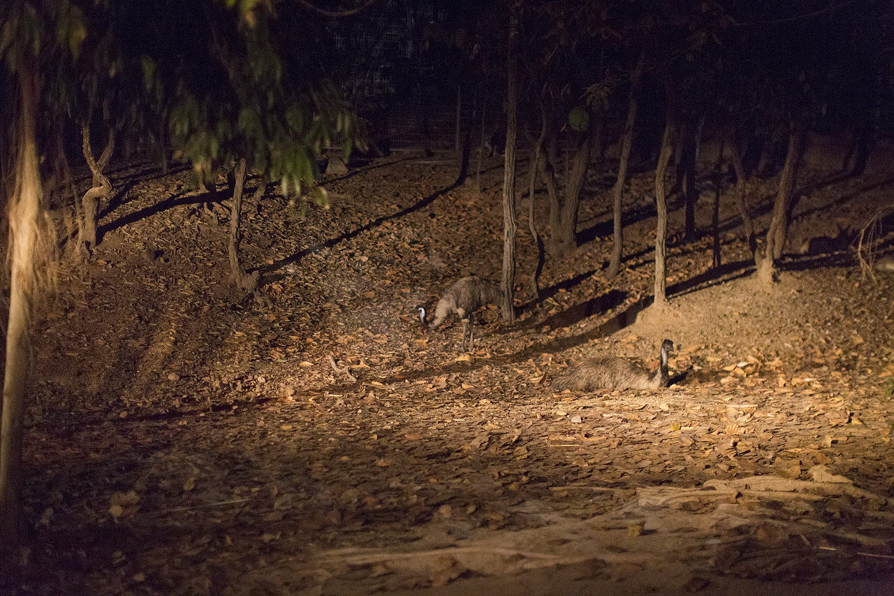 泰国旅拍_Day3_2_夜间动物园（图ZOTM3ODU3ODQ=） - 人文/纪实摄影 - 站酷设计师楦梓原创素材 - 站酷ZCOOL