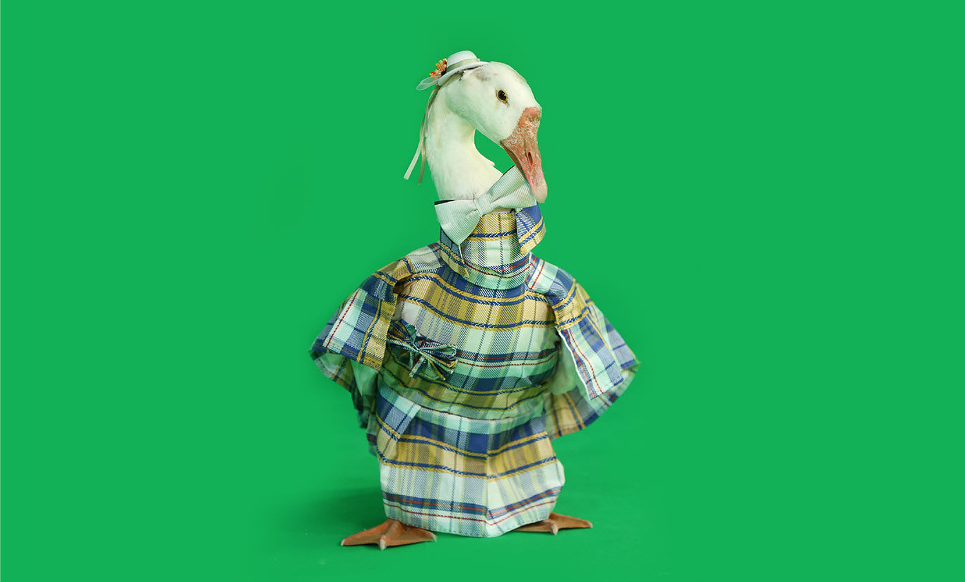 服装设计 | 动物服装设计与制作